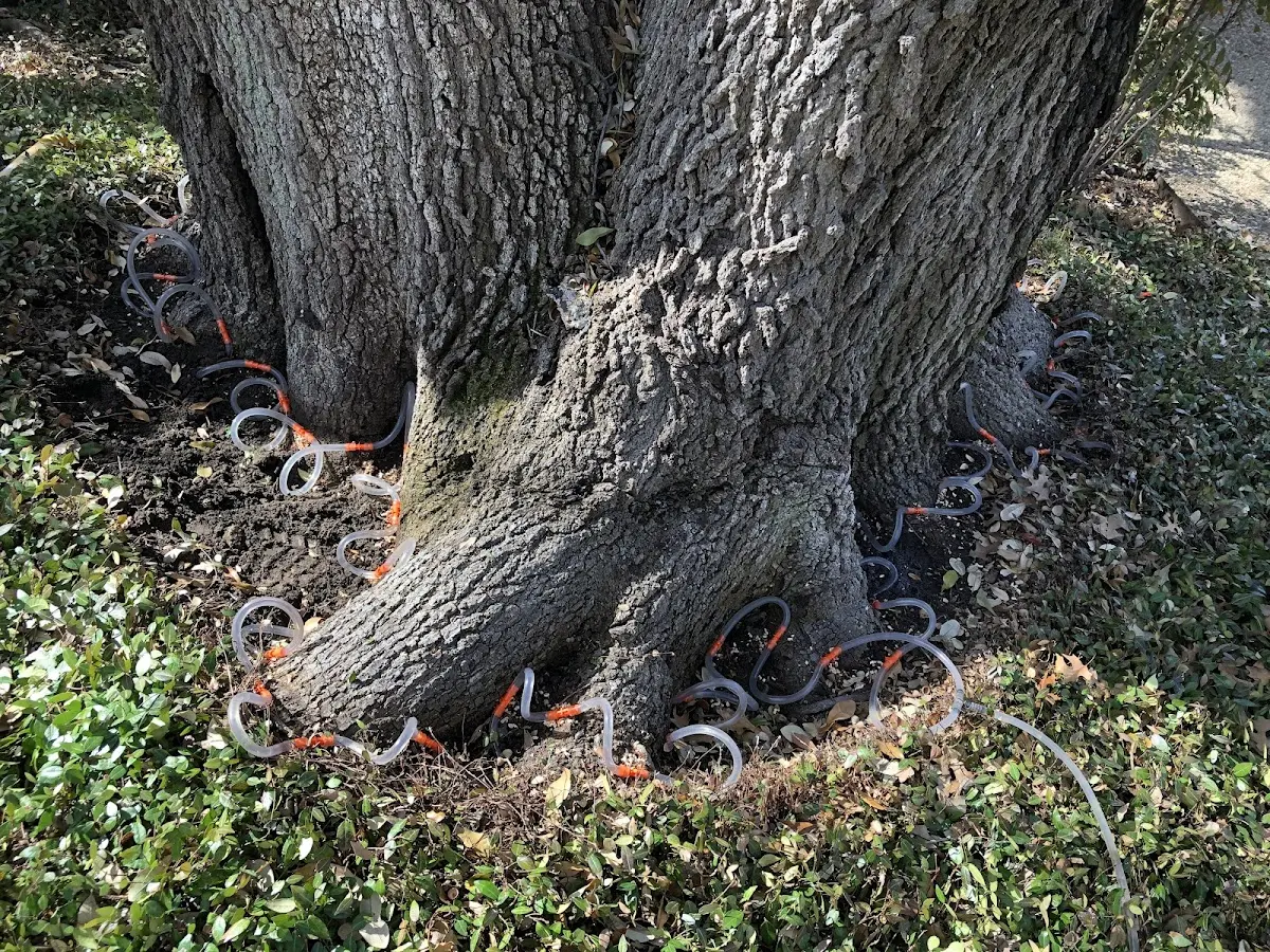 Detailed Shrub and Hedge Trimming job site in Alamo